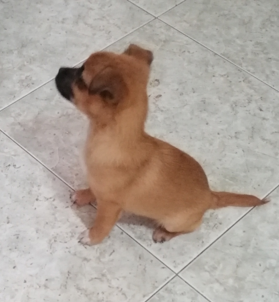 cucciolo 2